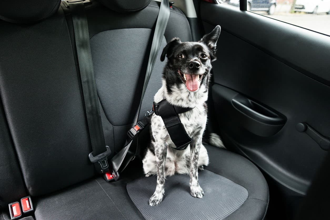 Quels sont les bons réflexes et l’équipement à prévoir pour voyager confortablement et en toute sécurité en voiture avec son animal de compagnie ?